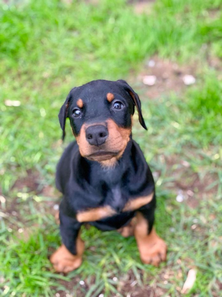 Cute Dobermann puppy